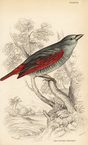 紅葉したベンガル、Pytilia phoenicoptera（紅葉したベンガル、Pytilia phaenicoptera