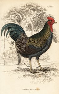レッドジャングルファウル、Gallus gallus javanicus 作： William Home Lizars