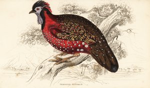 サティル・トラゴパンまたはクリムゾン・ホーン・キジ、トラゴパン・サティラ（Nepaul tragopan, Tragopan satyrus 作： William Home Lizars