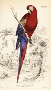 コンゴウインコ(Ara macao)