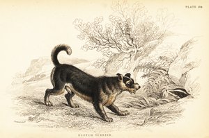 スコティッシュ・テリアまたはスコッチ・テリア（Canis lupus familiaris（Canis terrarius 作： William Home Lizars