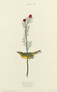 セルビーのフライキャッチャー、1827年。 作： William Home Lizars