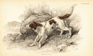 セッター（Canis lupus familiaris）（カニス・インデックス 作： William Home Lizars