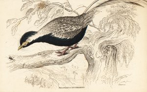 銀色のキジ、Lophura nycthemera（Phasianus nycthemerus 作： William Home Lizars