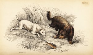 スムースコーテッドテリア、スコティッシュまたはワイヤーヘアードテリア（Canis lupus familiaris（Canis terrarius 作： William Home Lizars