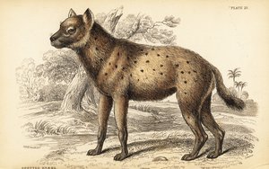 スポッテッドハイエナまたは笑うハイエナ、Crocuta crocuta (Hyaena crocuta) 作： William Home Lizars