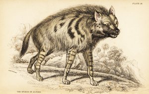 シマハイエナ、Hyaena hyaena 作： William Home Lizars