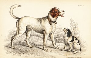 アルパインまたはグレートセントバーナード犬（Canis lupus familiaris）、キングチャールズスパニエル（Canis lupus familiaris）（Canis extrarius 作： William Home Lizars