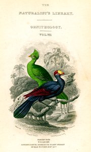 博物学者図書館、鳥類学、セネガルトゥラコ、バイオレットオオバコイーター、c1833-1865。 作： William Home Lizars