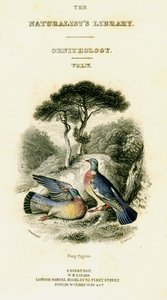 博物学者図書館、鳥類学第5巻、リングピジョン、c1833-1865。 作： William Home Lizars