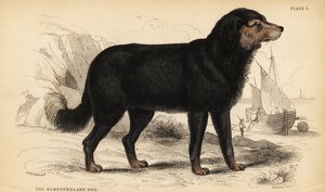 ニューファンドランド・ドッグ（Canis lupus familiaris）（Canis terranovae）。) 作： William Home Lizars