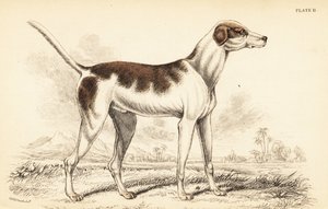 オリエンタルハウンド（Canis lupus familiaris）は 作： William Home Lizars