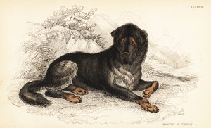 チベタン・マスティフ（Canis lupus familiaris）（チベットのマスティフ、Canis urcani 作： William Home Lizars