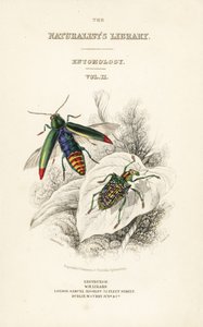 タイトルページには、玉虫Chrysochroa fulminansとパッチウイングド・ダイヤモンド・ビートルCurculio splendensのヴィネットがあります。 作： William Home Lizars