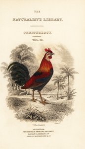 タイトルページには、赤いジャングルファウル（ジャワ）のヴィネット、Gallus gallus bankivaが描かれています。 作： William Home Lizars