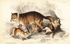 子連れのアカギツネ（Vulpes vulpes）の品種（バイエルンの石炭キツネ（Vulpes alopex））。 作： William Home Lizars