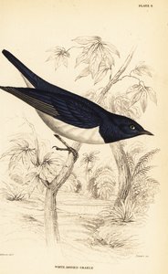 バイオレットバックドムクドリ（Cinnyricinclus leucogaster）（White-bodied grakle, Lamprotornis leucogaster
