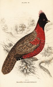 西洋トラゴパンまたは西洋ホーンテッド・トラゴパン（Tragopan melanocephalus 作： William Home Lizars