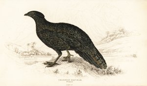 西洋トラゴパンまたは西洋ホーンテッド・トラゴパン、メス、Tragopan melanocephalus 作： William Home Lizars