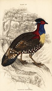 西洋トラゴパン（西洋角型トラゴパン）オス Tragopan melanocephalus 作： William Home Lizars