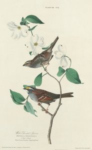 White-throated Sparrow, 1827年。 作： William Home Lizars