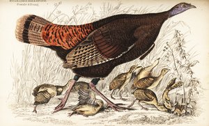 野生の七面鳥、雌と子供、Meleagris gallopavo 作： William Home Lizars