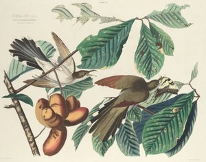 イエロー・ビルド・カッコウ、1827年。 作： William Home Lizars