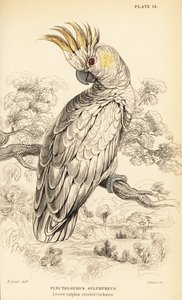 黄色い紋付きのオウム、Cacatua sulphurea 作： William Home Lizars