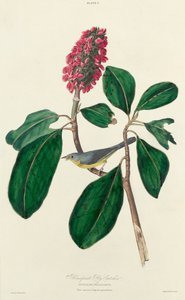ボナパルト フライキャッチャー 作： William Home Lizars after John James Audubon