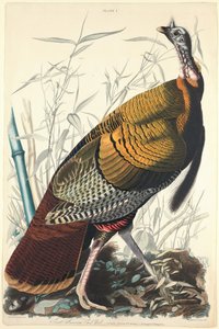 グレートアメリカンコック 作： William Home Lizars after John James Audubon