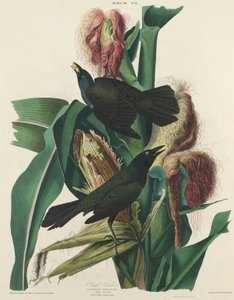 パープルグラックル 作： William Home Lizars after John James Audubon