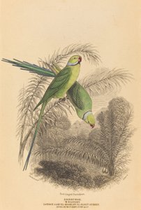 アカワシインコ 作： William Home Lizars after William Swainson