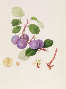 ラロワイヤルプラム、1815 作： William Hooker