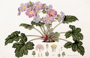 デイジー・チャイナ、1821-1826 作： William Hooker