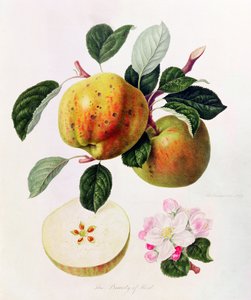 ケントの美しさ、1819