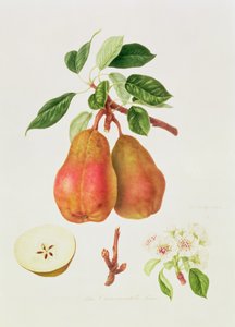 ショーモンテルペア、1818年 作： William Hooker