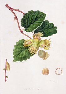 1816年のコブナット 作： William Hooker