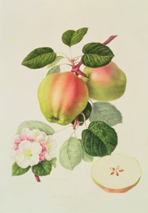 オランダのコドリン、1820 作： William Hooker