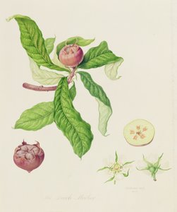 オランダのメドラー、1816 作： William Hooker