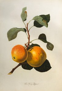 ケリーピピン、「ポモナロンディネンシス」、1818年 作： William Hooker
