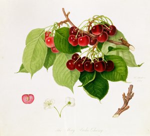 メイデュークチェリー、1815年 作： William Hooker