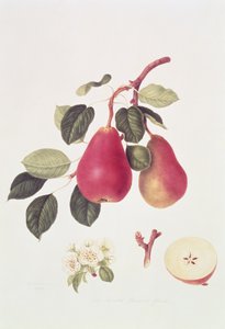 緋色のバーリー梨、1819 作： William Hooker