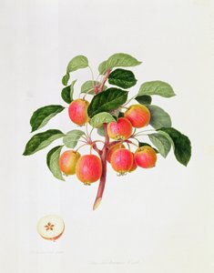 タルタリアンカニアップル、1819年 作： William Hooker