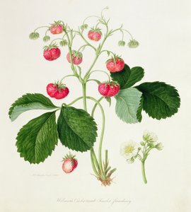 Wilmot&39;s Cocks-Comb Scarlet Strawberry、1820 作： William Hooker