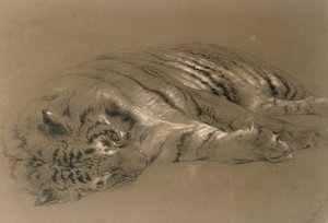 スリーピングタイガー、1876（紙に鉛筆とチョーク） 作： William Huggins