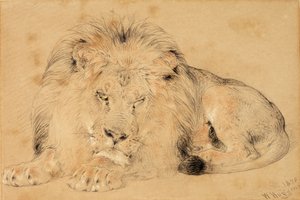 ライオンの研究、1879年（紙にチョーク） 作： William Huggins