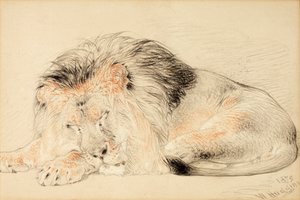 ライオンの研究、1879年（紙にチョーク） 作： William Huggins