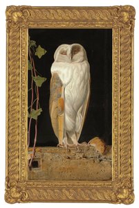 白いフクロウ、1856 作： William J. Webbe or Webb