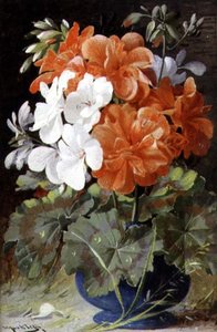 ペラルゴニウム 作： William Jabez Muckley