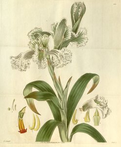Chloraea bletioides 作： William Jackson Hooker